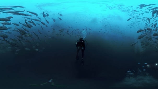 Cocos: Shark Island VR